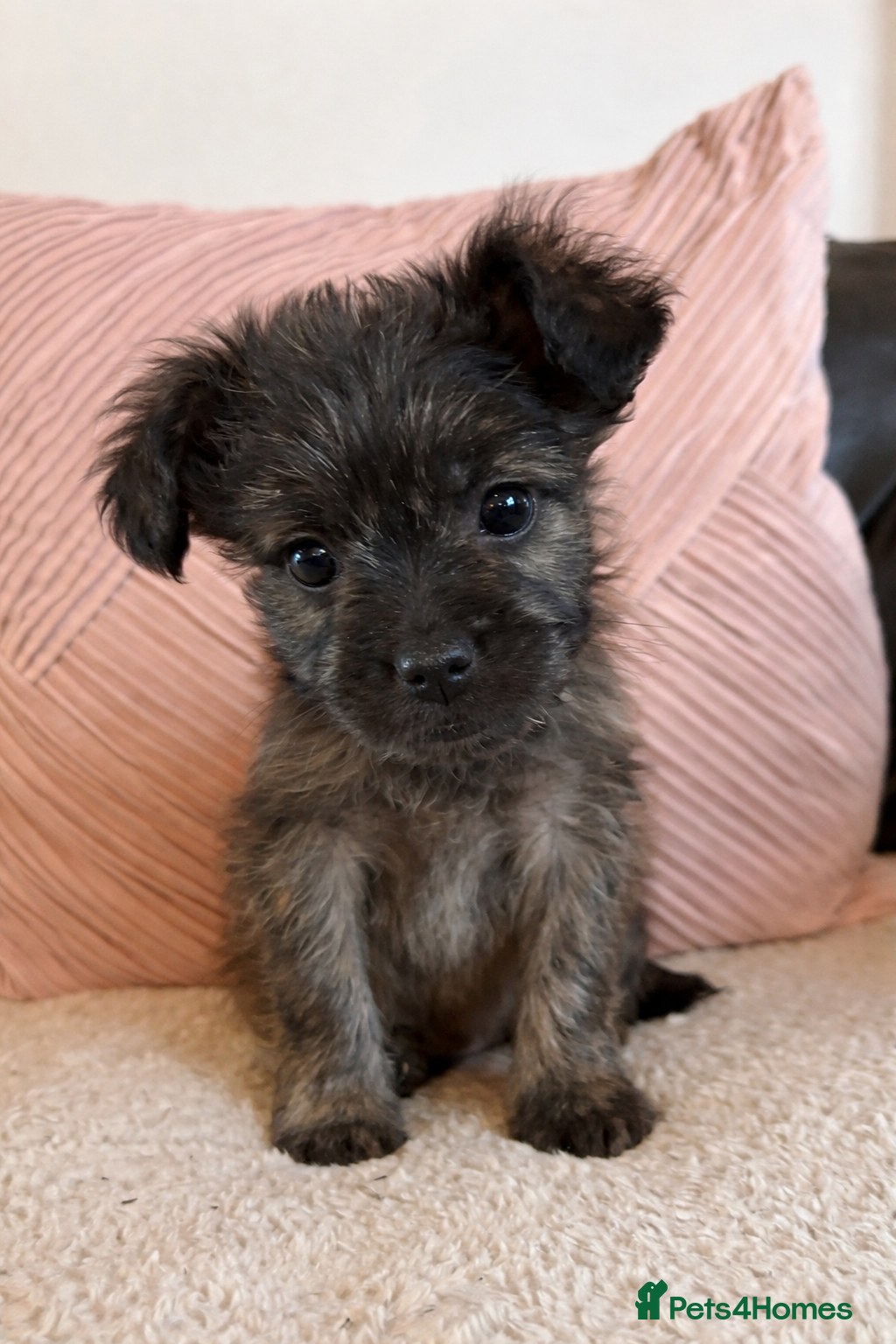 Mixed Breed dogs Frenchie-Poos - Advert 2