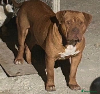 American Bull Staffy dogs Beautiful Male - Advert 2