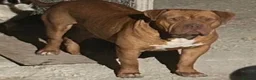 American Bull Staffy dogs for sale: Beautiful Male - Advert 1
