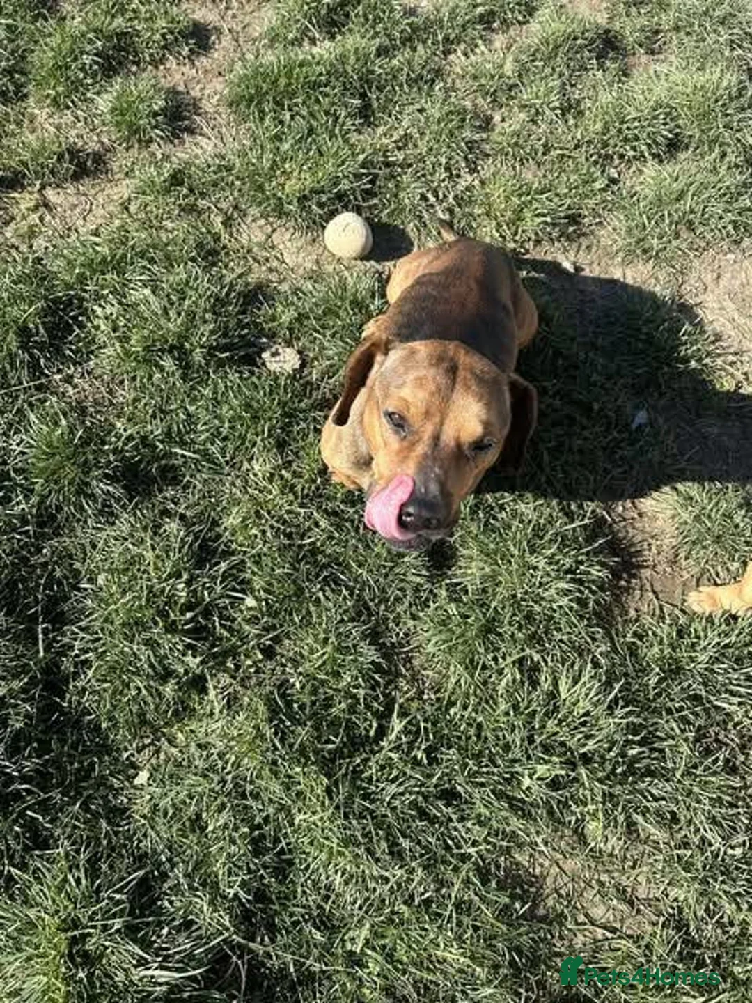 Mixed Breed dogs for adoption: Rescue boy Noodle is looking for his forever home - Advert 16