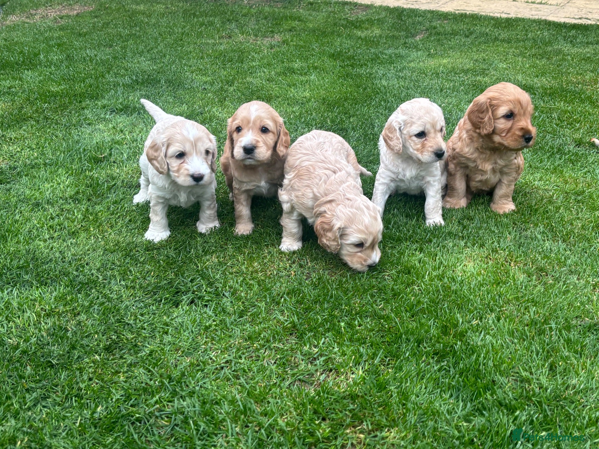 Cockapoo dogs Cockapoo Puppies  - Advert 2