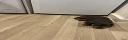 Mixed Breed dogs for sale: 6 month frenchie mixed daschund  - Advert 3