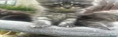 Maine Coon 1