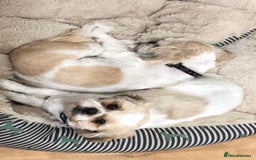 Shih Tzu dogs for sale: Coco & Mia (Not puppies)  - Image 9