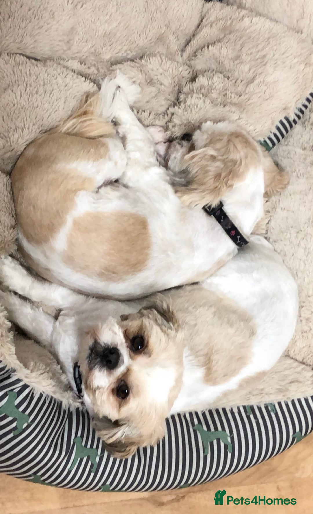 Shih Tzu dogs for sale: Coco & Mia (Not puppies)  - Image 9