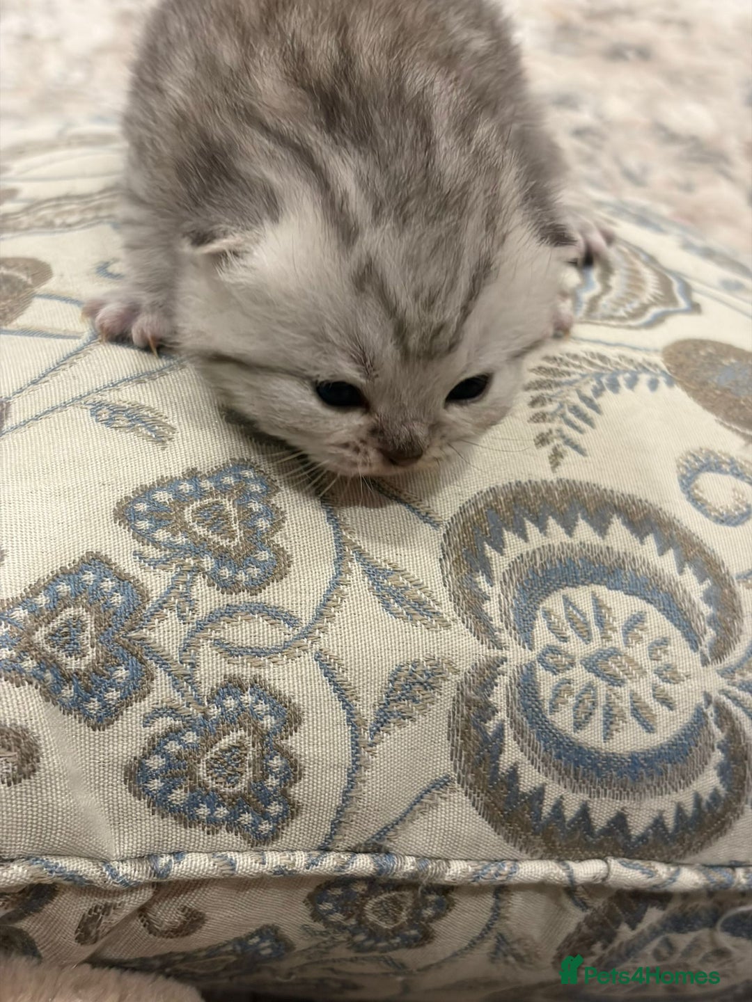 Persian cats for sale: PERSIAN KITTENS FOR SALE - Advert 7