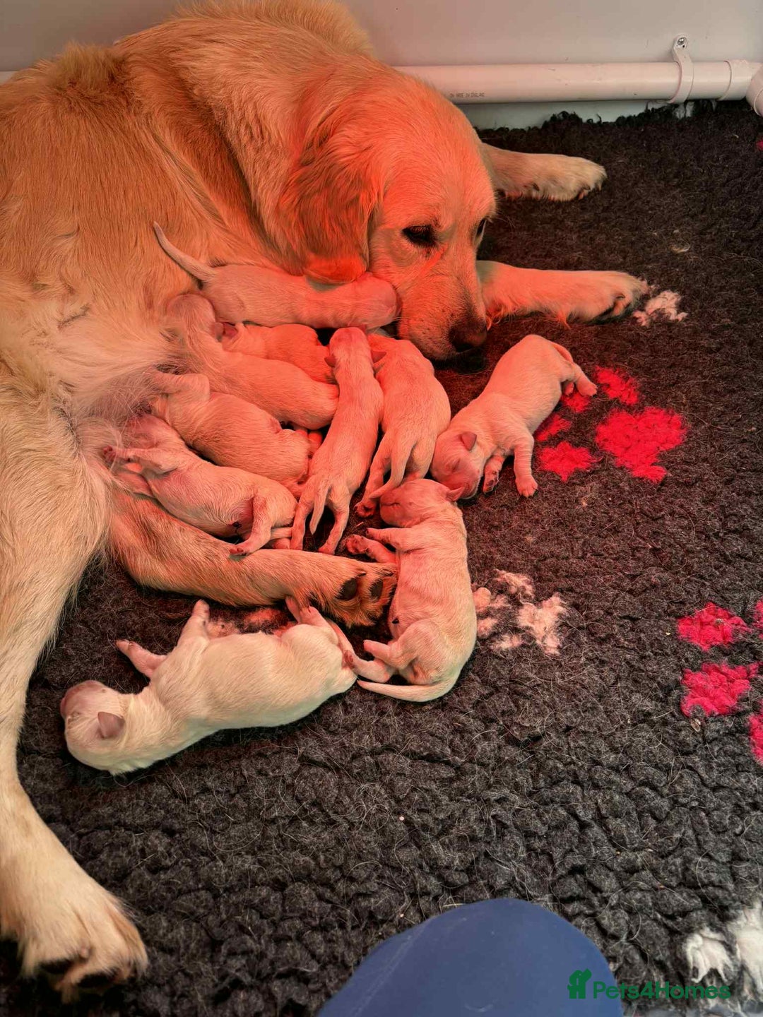 Golden Retriever dogs for sale: Amazing KC golden retriever puppies - Image 11