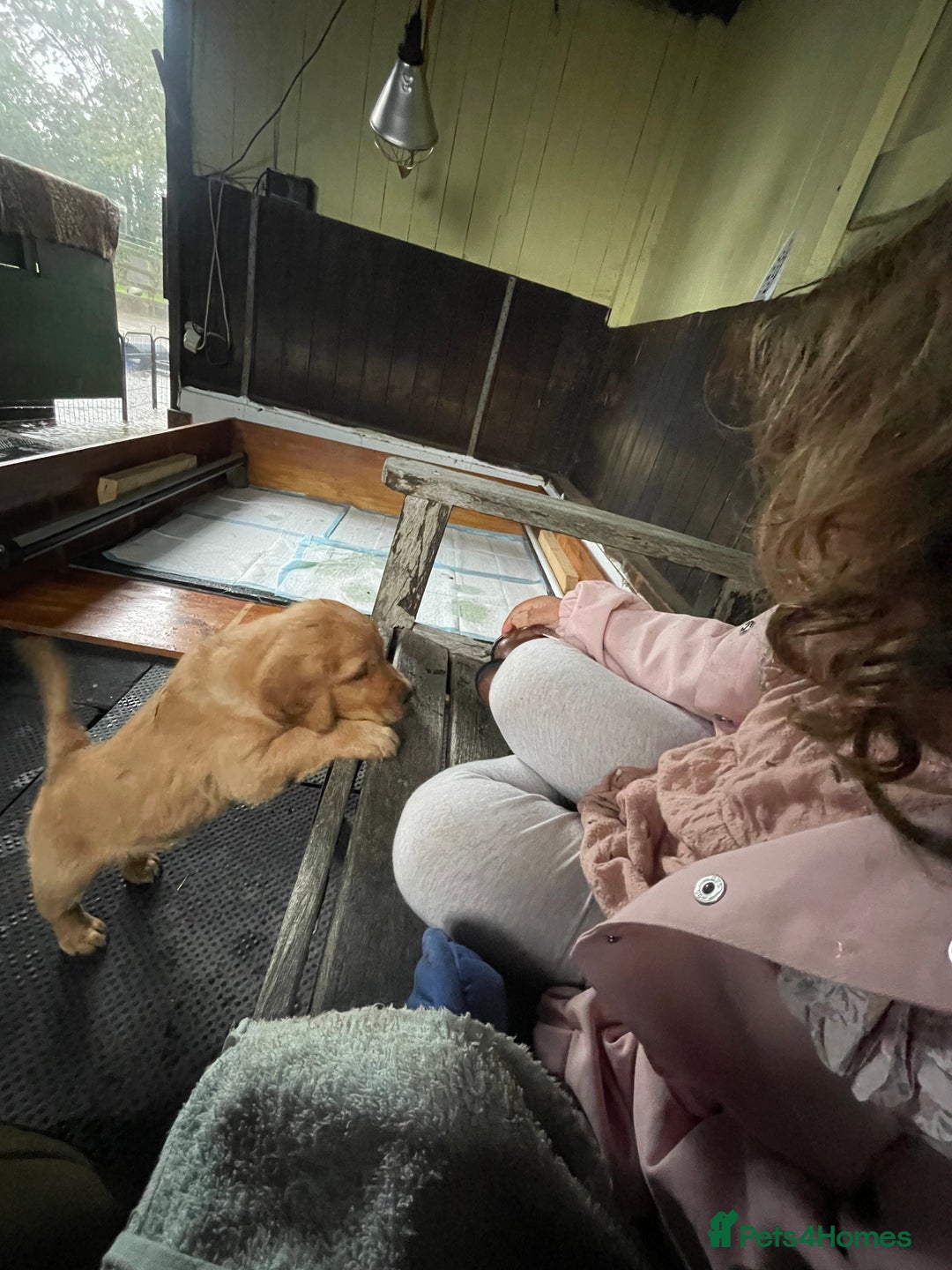 Golden Retriever dogs for sale: 2 beautiful golden retriever boys available. - Image 17