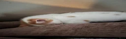 Domestic Shorthair cats for sale: Beautiful 13 week old male kitten needs new home. - Advert 6
