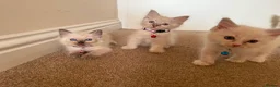 Ragdoll cats for sale: Purebred Ragdol Kitten - DNA Verified 100% - Advert 3