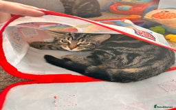 Mixed Breed cats for sale: 1 male, 1 female kittens  - Image 3