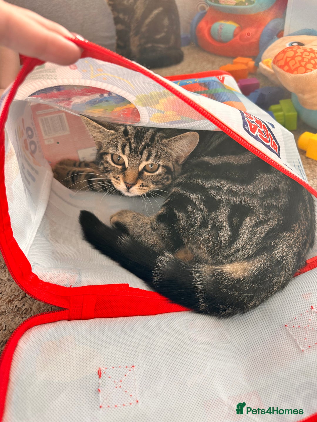 Mixed Breed cats for sale: 1 male, 1 female kittens  - Image 3