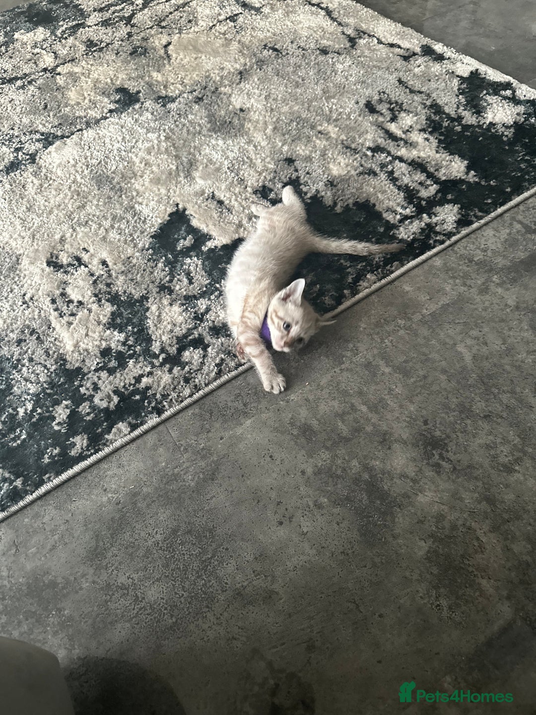 Bengal cats for sale: Stunning bengal/ragdoll kittens  - Image 14