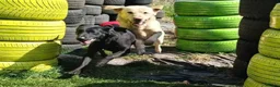 Labrador Retriever dogs for sale: pedigree Labrador puppys - Advert 6