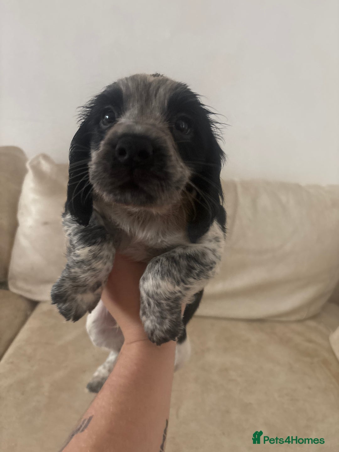 Sprocker dogs for sale: F1 high quality sprocker puppies Three boys left,  - Advert 5