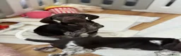German Shorthaired Pointer dogs for sale: German shorthaired pointers  - Advert 20