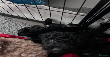 Cockapoo dogs F1b Cockapoo puppies only 3 left ready now  - Advert 8