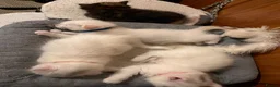 Ragdoll cats for sale: 🌟 Stunning Ragdoll Kittens – Little Angels  🌟 - Advert 4