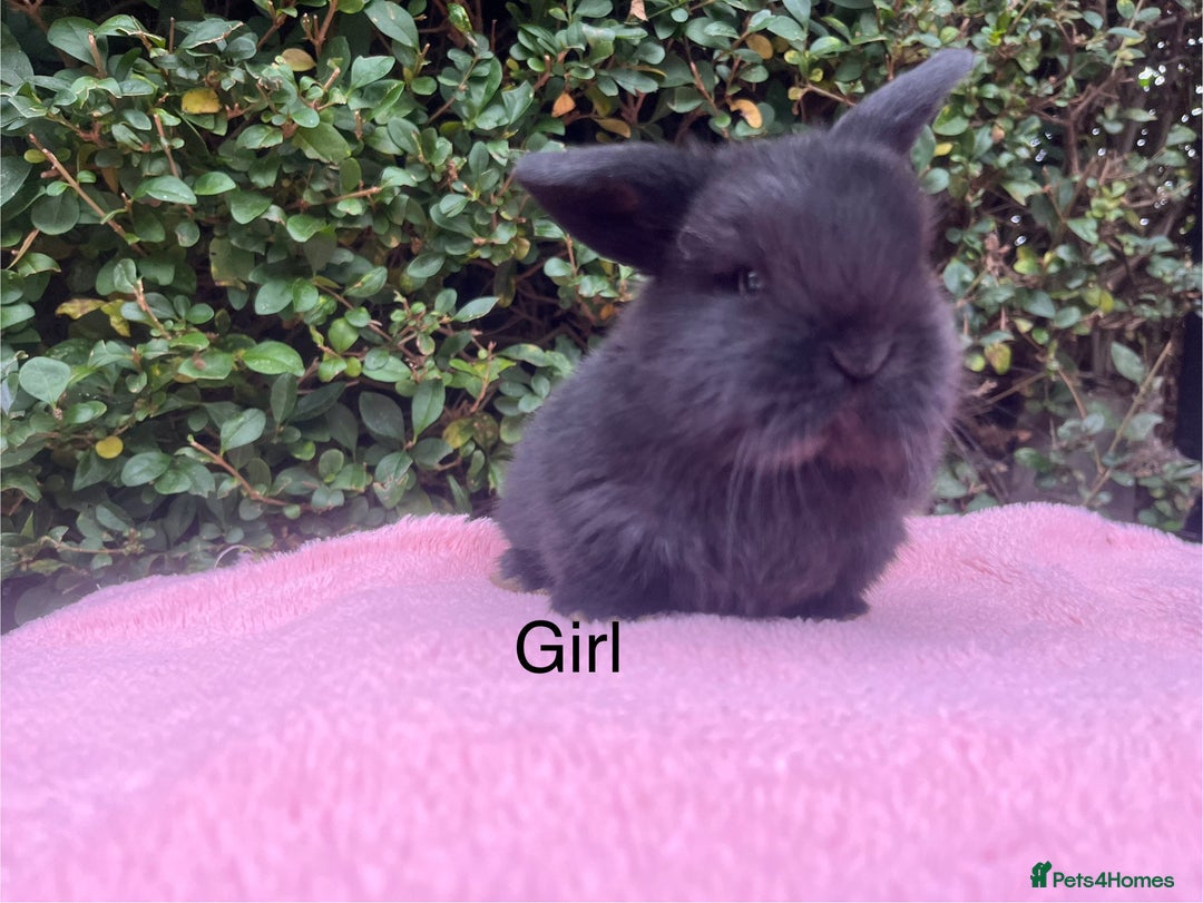 Mini Lop rabbits for sale: Mini lops and mini double maned lionheads  - Image 2