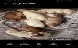 Siberian Husky dogs for sale: Siberian Husky puppies - Advert 9