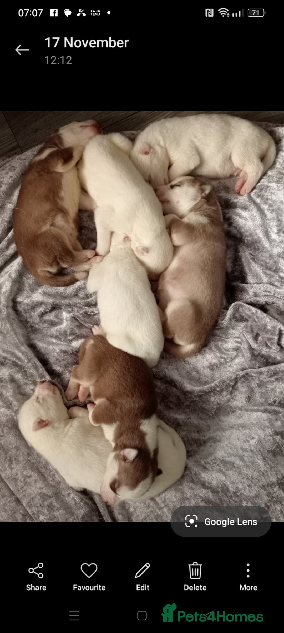 Siberian Husky dogs for sale: Siberian Husky puppies - Advert 9