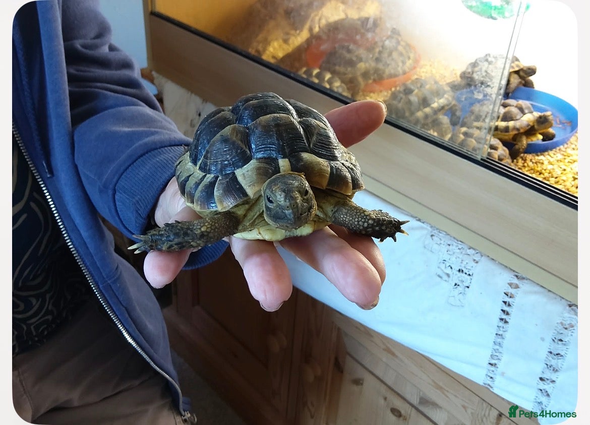 Tortoise reptiles Mediterranean spur thighed baby tortoises  - Advert 1