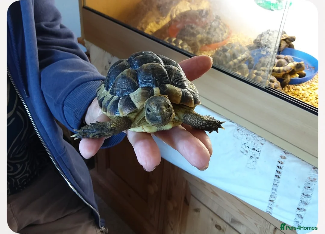 Tortoise reptiles for sale: Mediterranean spur thighed baby tortoises  - Advert 1