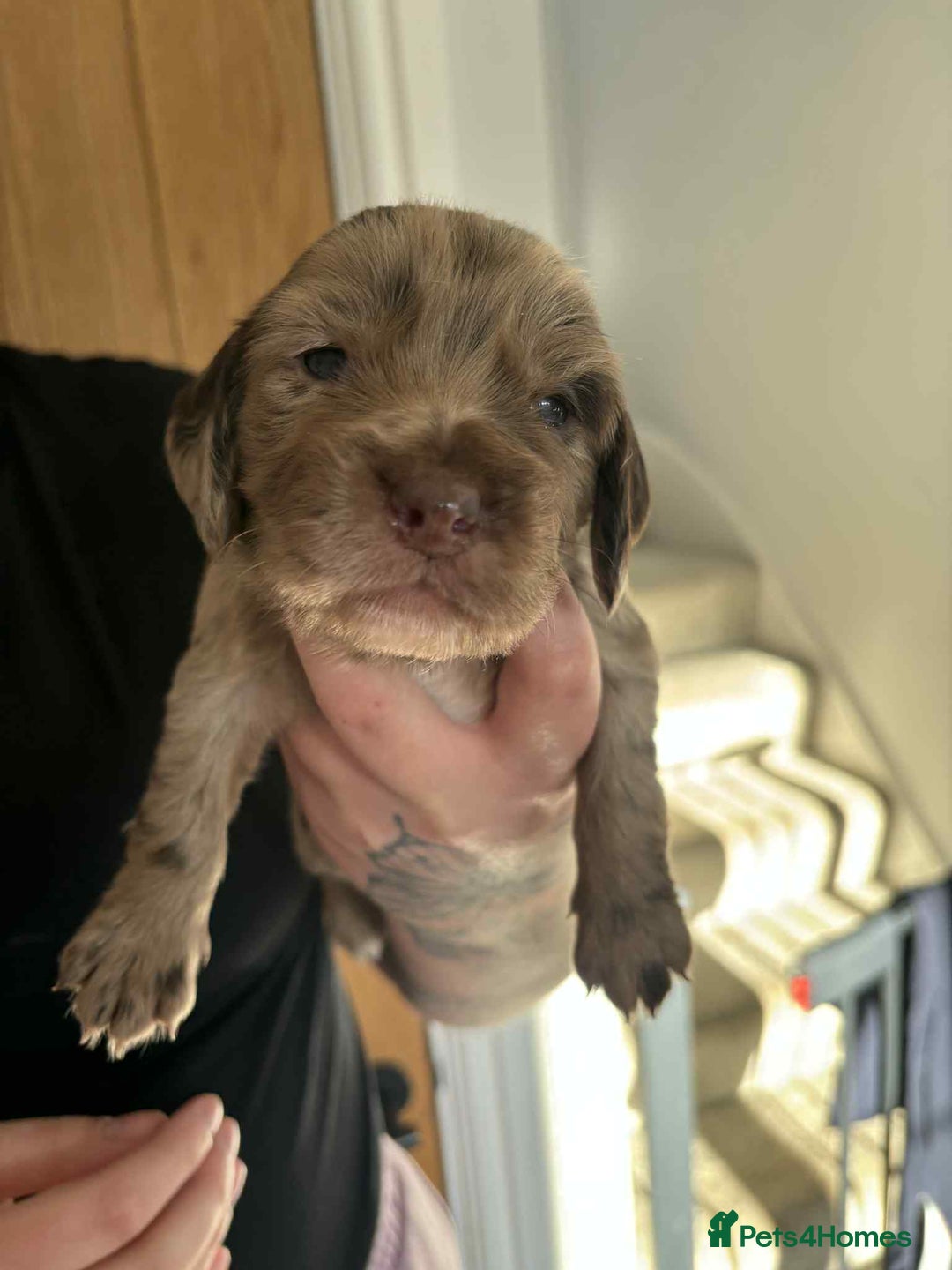 Cocker Spaniel dogs for sale: Working Cocker Spaniel Puppies - Advert 4