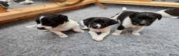 Jack Russell dogs for sale: Jack Russell puppies  in Saltash - Advert 4