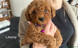 Cockapoo dogs for sale:  Perfect Cockapoo Puppies  🐶  - Image 13
