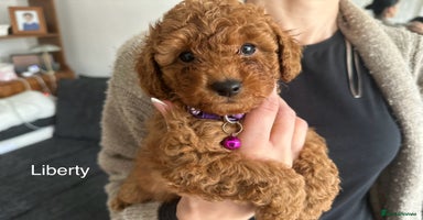 Cockapoo dogs - Advert 8
