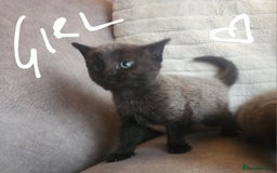 British Shorthair cats for sale: 5 beautiful british shorthair kittens - Image 11