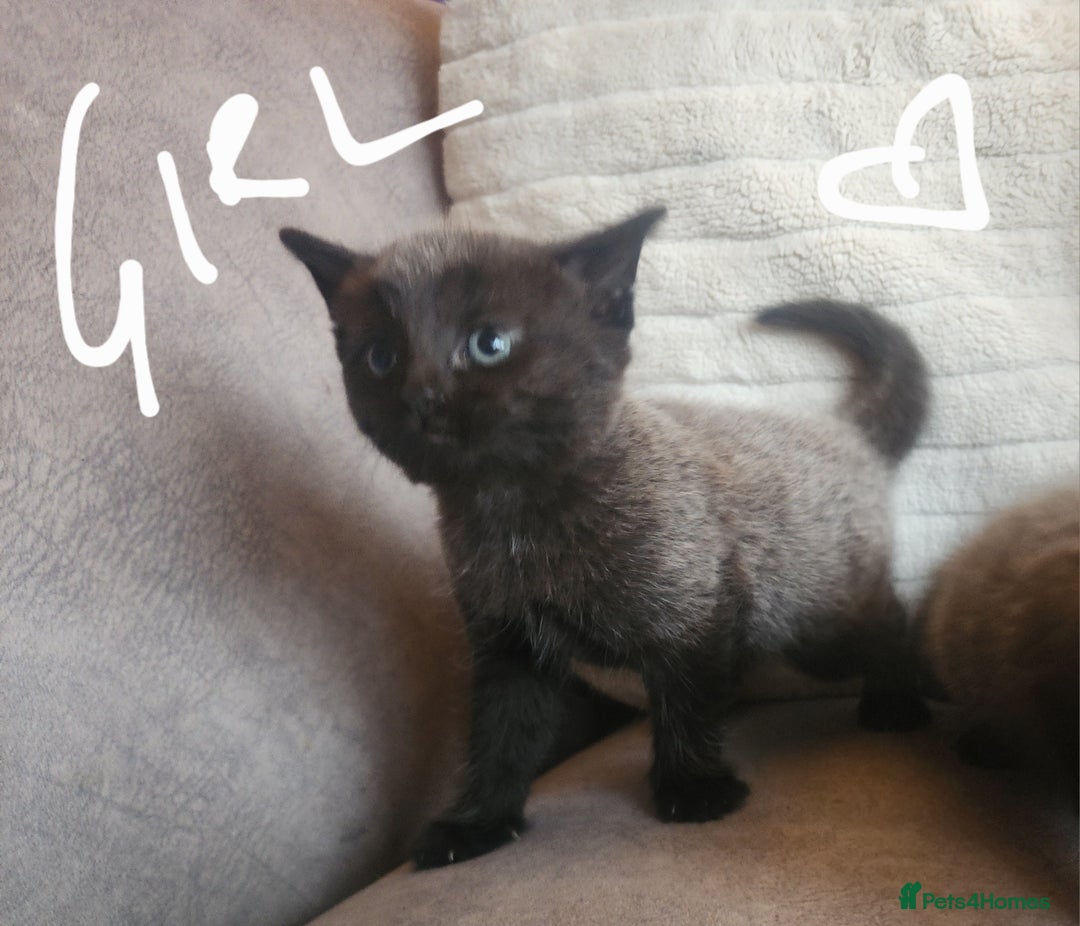 British Shorthair cats for sale: 5 beautiful british shorthair kittens - Image 11