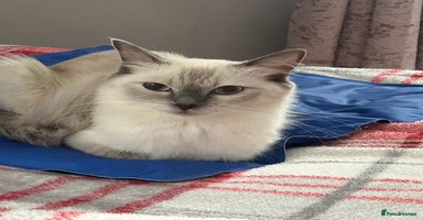 Ragdoll cats - Advert 12
