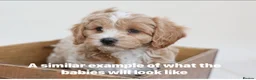 Shihpoo dogs for sale: DonnaJays something truly special 🌟🌟🌟🌟🌟 - Advert 7