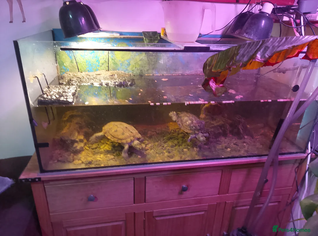 Turtle reptiles for sale: Large tank with 3 adult Mississippi turtles - Advert 2