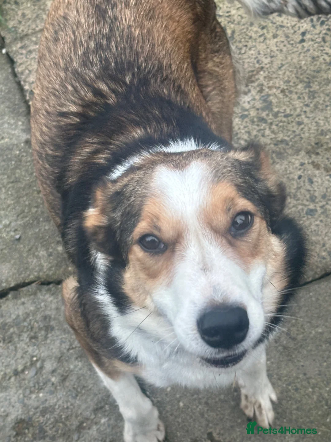 Border Collie dogs for sale: Beautiful border collie puppies for sale  - Advert 2