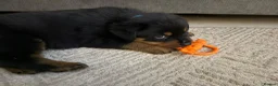 Rottweiler dogs for stud: Rottweiler STUD - Advert 4