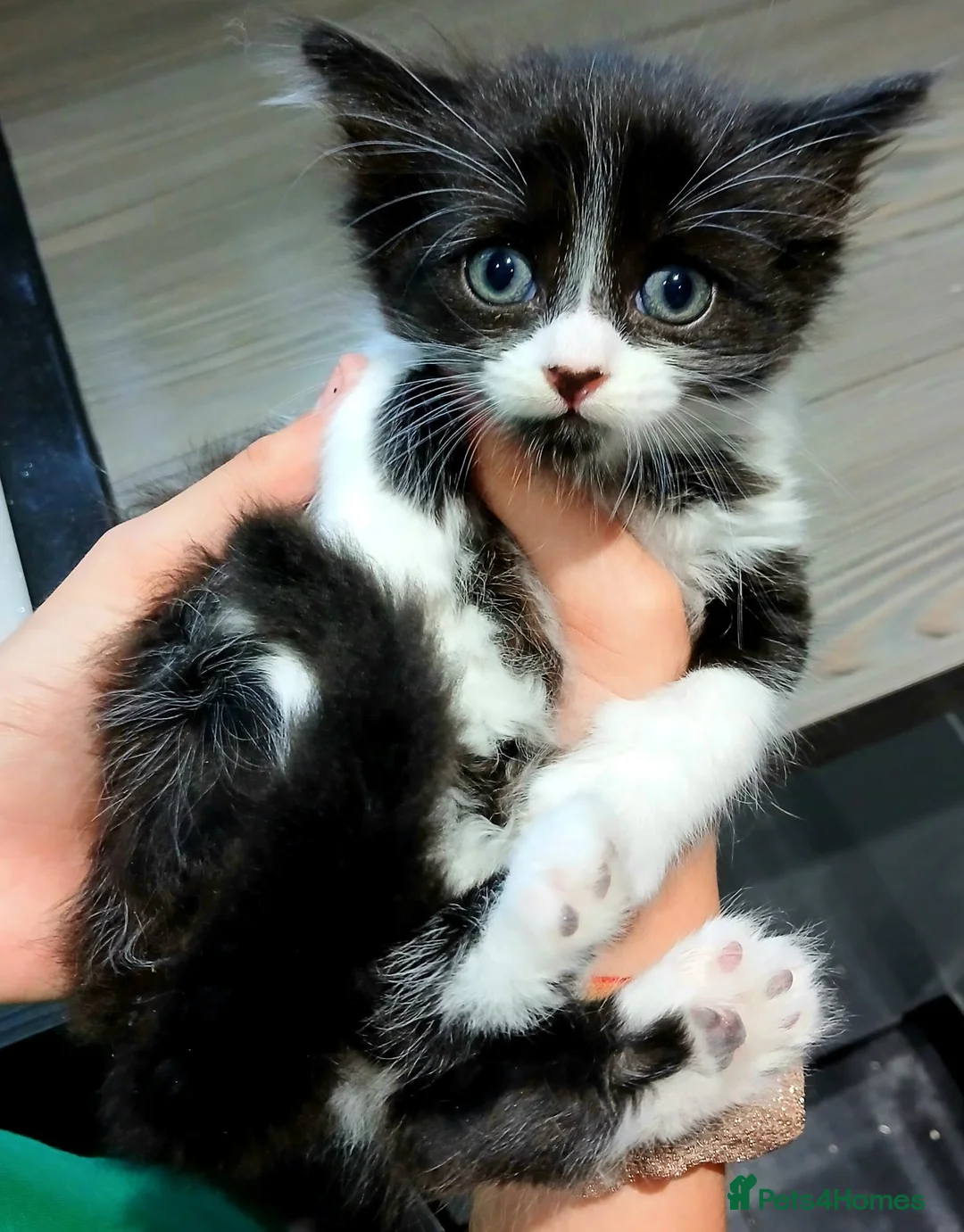 Mixed Breed cats for sale: 3 mixed breed kittens in Barnsley - Advert 2