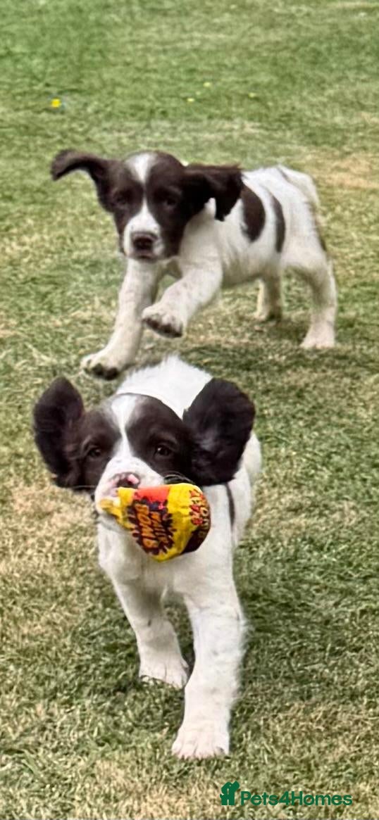 English Springer Spaniel dogs KCspringer spaniels ready next week Saturday - Advert 3