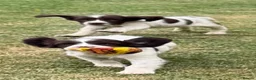 English Springer Spaniel dogs for sale: KC springer spaniels 1 male left ready to go  - Advert 21