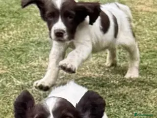 English Springer Spaniel dogs KCspringer spaniels ready next week Saturday - Advert 3