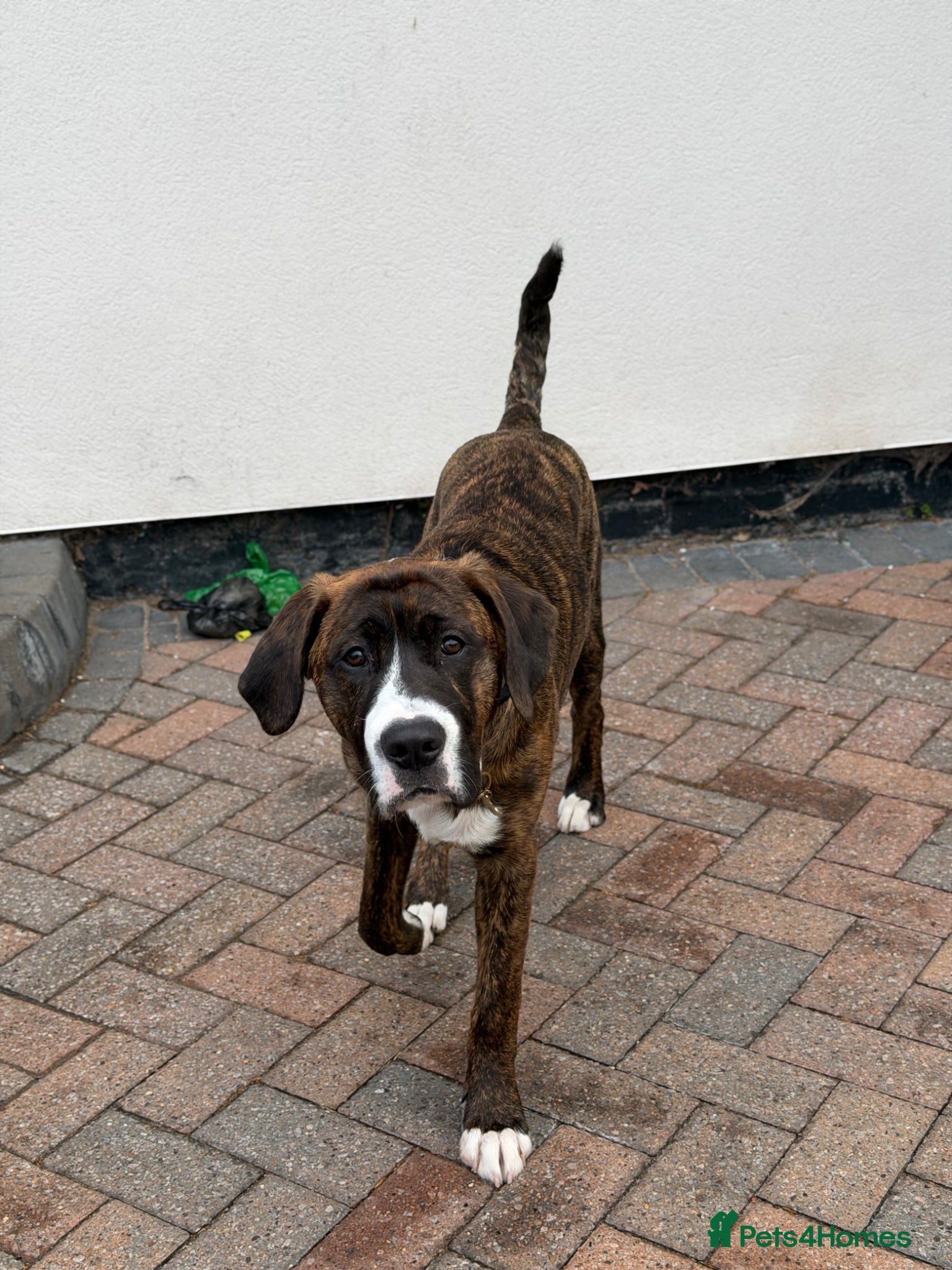 Mixed Breed dogs for sale: cane corso x labrador  - Advert 5