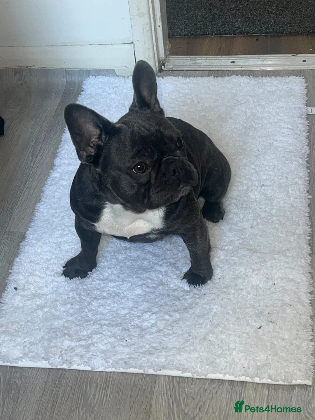 French Bulldog dogs for sale: French bulldog in Derby - Advert 7