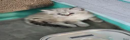 Ragdoll cats for sale: Stunning, Clever & Vocal Male Ragdoll Lynx Kitten - Advert 11