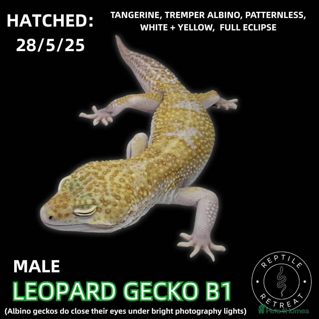 Leopard Gecko reptiles for sale: Leopard Geckos (NEW GECKOS ADDED!) - Advert 2