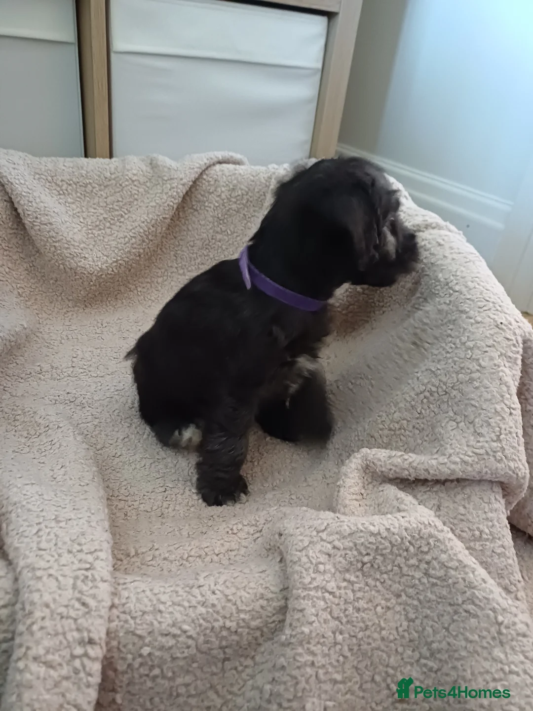 Mixed Breed dogs for sale: Bedlington x Whippet Puppies  - Advert 2