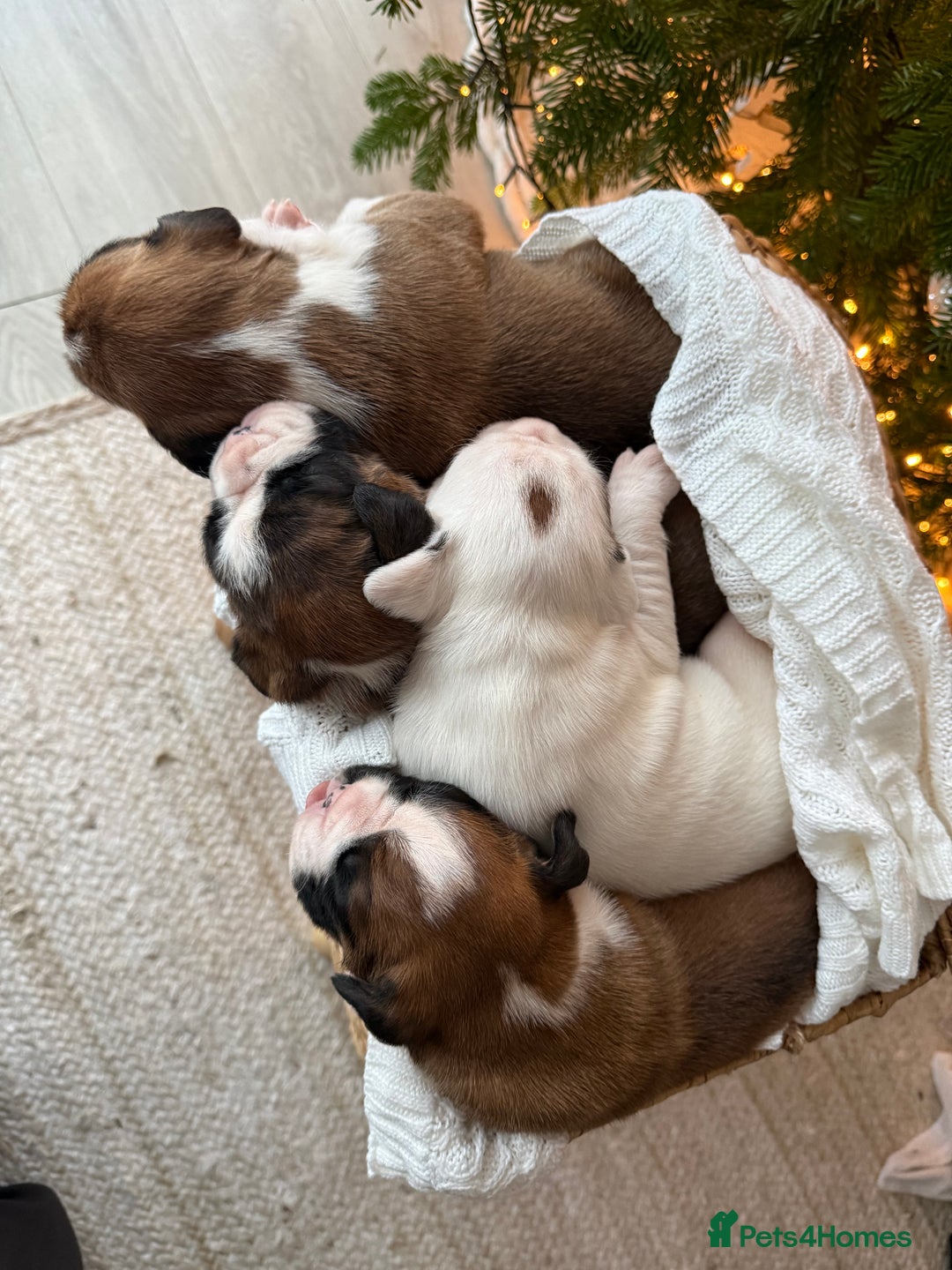 Boxer dogs for sale: 4 CHAMP BLOODLINE CHUNKY BOXER PUPS, bobtail/tail - Advert 6