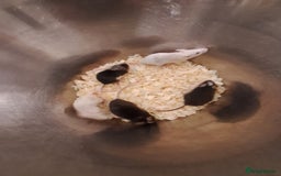 Mouse rodents for sale: Fancy pet mice for sale £8 each  - Image 2