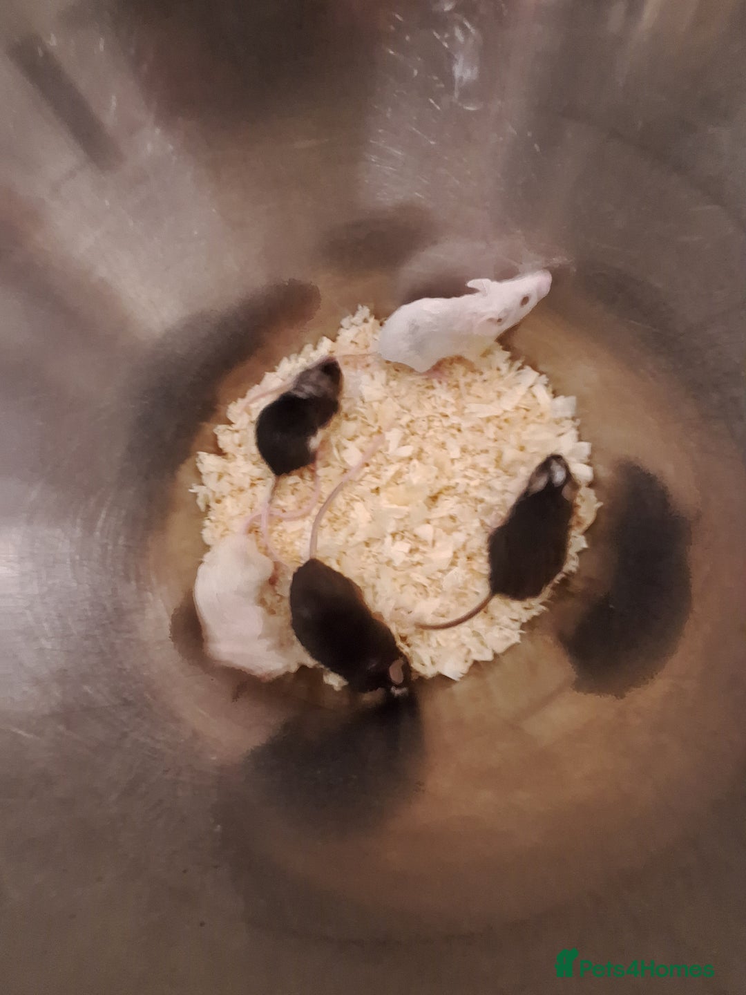 Mouse rodents for sale: Fancy pet mice for sale £8 each  - Image 2